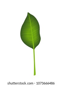 Tropical leaves isolated