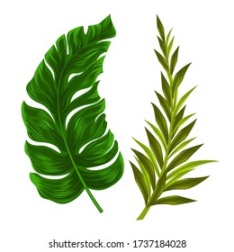 Tropical leaves isolated on white background. Vector illustration.