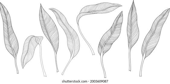 Tropical leaves isolated on white. Calathea leaves. Hand drawn vector illustration