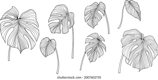 Tropical leaves isolated on white. Monstera hand drawn vector illustration