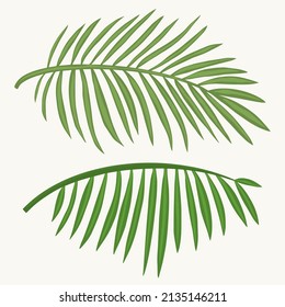 Tropical leaves isolated on a white background vector illustration drawing hand