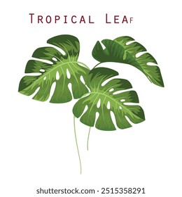 Tropical leaves isolated on white background. Tropical leaves exotic foliage