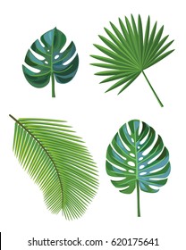 Tropical leaves isolated on a white background.