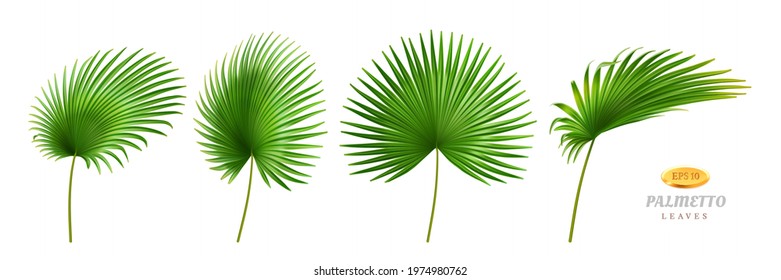 Tropical leaves, isolated palmetto plant decorative foliage in different positions and shapes. Exotic decoration, jungle or rainforest decor. Hawaiian theme and forests. Realistic 3d cartoon vector