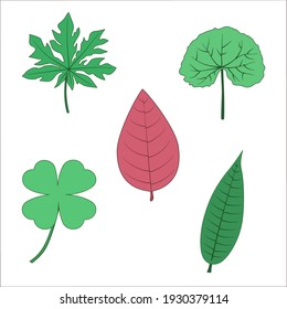 Tropical Leaves Isolated Vector. Papaya Leaf, Centella Leaf, Red Spinach, Fourleaf Clover, And Mango Leaf.