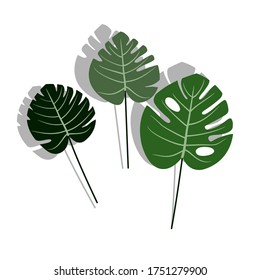 Tropical leaves, jungle leaves, botanical vector illustration