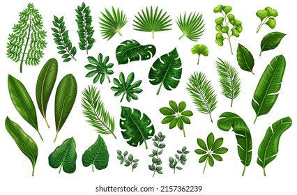 Tropical leaves. Jungle exotic leaf philodendron, areca palm, royal fern, plumeria and etc. Vector illustration for summer tropical paradise advertising design vacation.