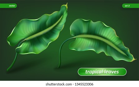 Tropical leaves, leaf set isolated on green background. Vector illustrations, floral elements. Eps10