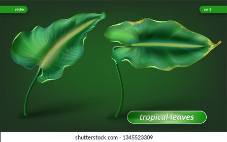 Tropical leaves, leaf set isolated on green background. Vector illustrations, floral elements. Eps10