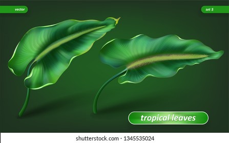 Tropical leaves, leaf set isolated on green background. Vector illustrations, floral elements. Eps10