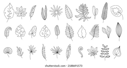 Tropical leaves line art. Monstera leaf outline, doodle jungle ferns and linear palm tree foliage vector set. Exotic rainforest leafage, summertime natural elements isolated on white, botany