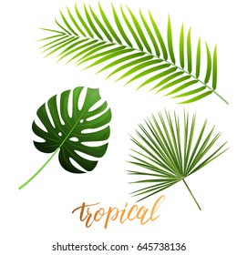 Tropical leaves of monstera, coconut palm, fan palm. Trendy palm leaves set. Exotic palm leaves isolated on white