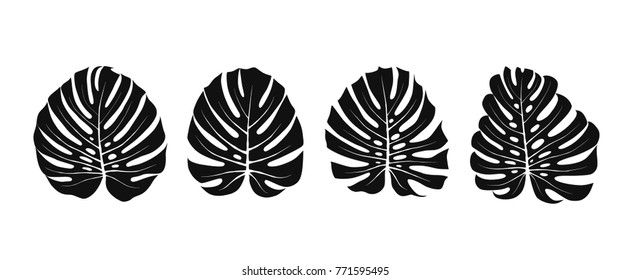 Tropical leaves of Monstera Deliciosa. Exotic floral silhouettes. Summer vector illustration.