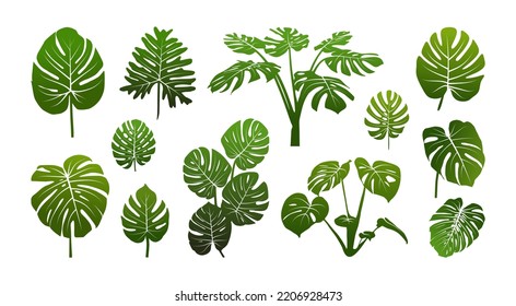 Hojas tropicales monstera deliciosa set ilustración vectorial