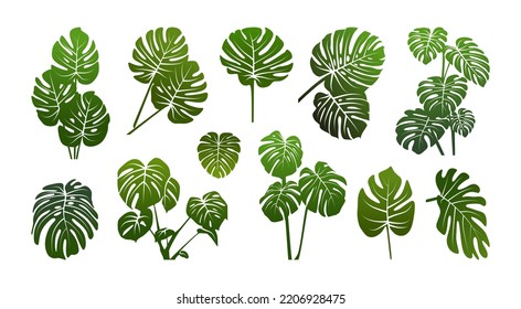 Hojas tropicales monstera deliciosa set ilustración vectorial