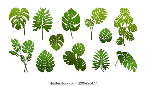 Tropical leaves monstera deliciosa set vector illustration