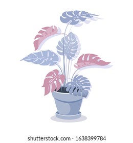 Tropical leaves. Monstera, isolated vector illustration of an exotic plant in a flower pot. Large indoor flower for home or office interior.