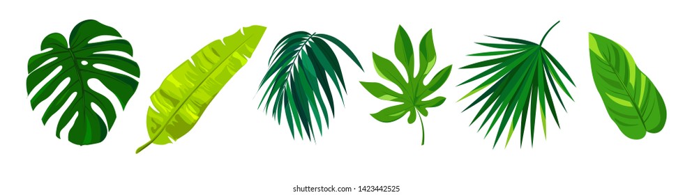 Tropical leaves of Monstera and jungle palm vector illustration set. Elements isolated on white background. Flat style design plants.