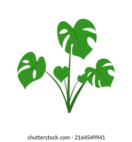 Tropical Leaves Monstera Vector isolated in white background. Foliage home decor with holes in leaves in flower pot. Flat graphic illustration 