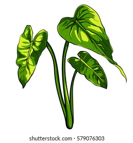Tropical leaves on a white background vector.