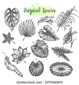 Tropical leaves, palm, jungle leaf Tropic set Hand drawn exotic leves. Vector