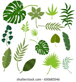 Tropical leaves palm summer exotic jungle green leaf vector illustration. Tropical plant botanical hawaii nature decoration floral green leaves. Flower tropic beach monstera tree.