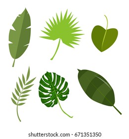 Tropical leaves palm summer exotic jungle green leaf vector illustration. 