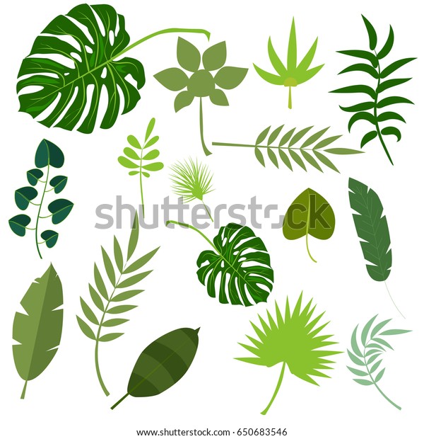 熱帯の葉ヤシの夏のエキゾチックなジャングルの緑の葉のベクターイラスト 熱帯植物 のハワイ自然の装飾花の緑の葉 フラワートロピックビーチモンステラの木 のベクター画像素材 ロイヤリティフリー Shutterstock