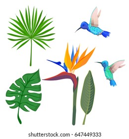 Tropical leaves. Leaves palm tree illustration. Strelitzia and hummingbirds.