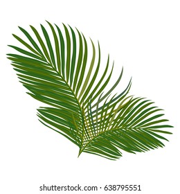 Tropical leaves of palm tree. Isolated on white background.
