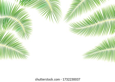 Tropical leaves of palm tree on white background. Set of green  exotic leaves for your design. Stock vector illustration on white isolated background.