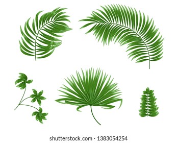 Tropical leaves of palm tree, set jungle leaf, green foliage, floral elements. Isolated on white background.