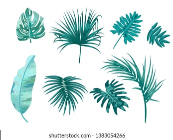 Tropical leaves of palm tree, set jungle leaf, green foliage, floral elements. Isolated on white background.