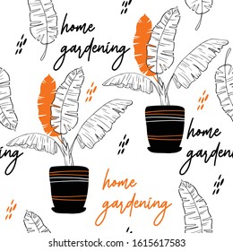 Tropical leaves pattern and background. Home plant in a flower pot. Home gardening is a hobby. Exotic plants banana in the home interior.2