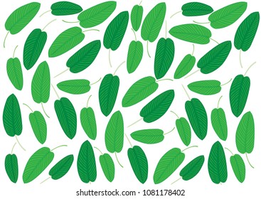 tropical leaves pattern-
Tropical Climate, Palm Tree, Plant, Tropical Fruit