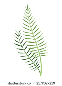 Tropical leaves plant. Exotic foliage. Green decorative jungle plant. Vector hand drawn botanical graphic element