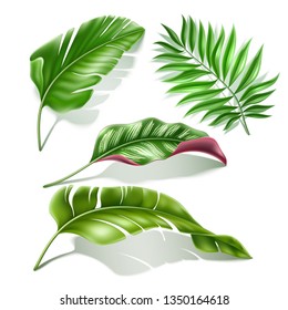 Tropical leaves realistic collection. Vector exotic palm, fern, monstera leaf for summer holiday, hawaiian party design. Green natural decoration, monstera plant vintage element. Jungle leaves set
