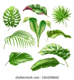 Tropical leaves realistic collection. Vector exotic palm, fern, monstera leaf for summer holiday, hawaiian party design. Green natural decoration, monstera plant vintage element. Jungle leaves set