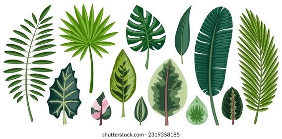 Tropical leaves set. Leaves of areca palm, coconut palm, fan palm, monstera and other exotic plants. Isolated on white background.