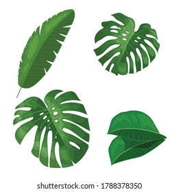 Tropical leaves set. Banana, monstera and others leaves. Exotic foliage, nature botanical decorative collection. Vector illustration isolated on white background.