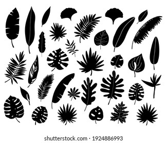 Tropical leaves set. Black silhouette. Jungle forest element. Vector illustration.