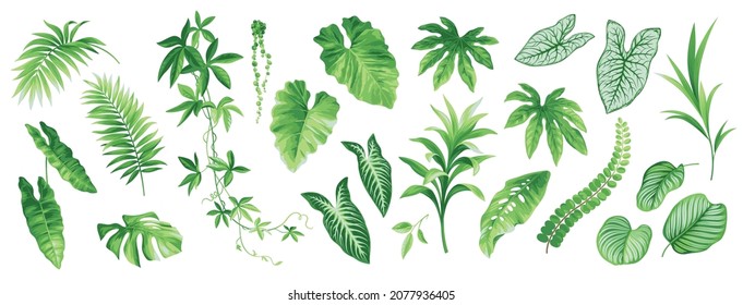 Tropical leaves set. Collection of exotic plants: Caladium, Fatsia, Calathea, Alocasia, Howea, liane. Vector foliage elements isolated on a white background. Realistic botanical illustration. 