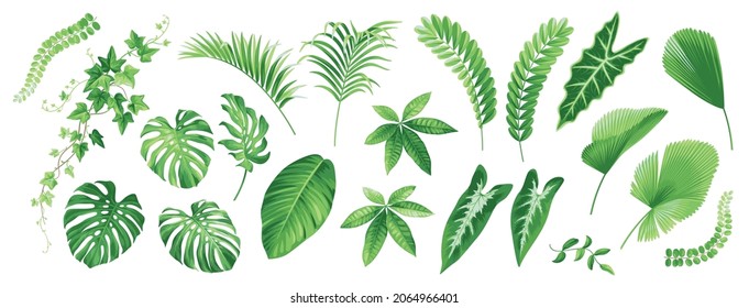 Tropical leaves set. Exotic plants isolated on a white background. Hedera, Pachira, Areca, Alocasia, Licuala, Rhopalostylis, Zamia, Ivy. Botanical drawings in realistic style. Vector illustration.