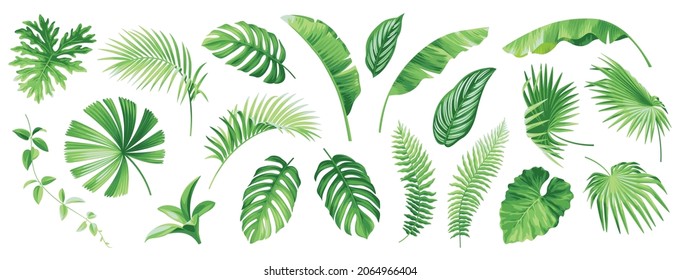 Tropical leaves set. Exotic plants isolated on a white background. Brahea, Fan palm, Rhopalostylis, Sabal, climber, liane. Botanical drawings in realistic style. Vector illustration.