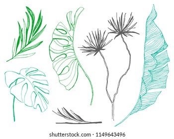 Tropical leaves set. Hand drawn exotic greenery isolated on white background.  Summer plants illustration: banana leaves, monstera, dragon tree.