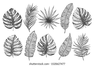 Tropical leaves set hand drawn illustration.