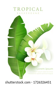 Hojas tropicales aisladas en fondo transparente