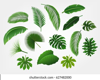 Tropical leaves set isolated, suitable for nature concept, summer and holiday. Vector illustration