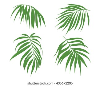 Tropical leaves set. Palm tree leaves. Hand drawn vector illustration