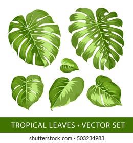 Tropical leaves set. Palm tree isolated on white background. Set of tropical elements. Collection of palm leaves on a white background. Vector illustration bundle.